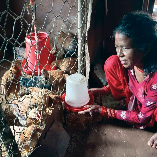 Chickens hatch hope!