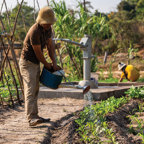 Family vegetable gardens