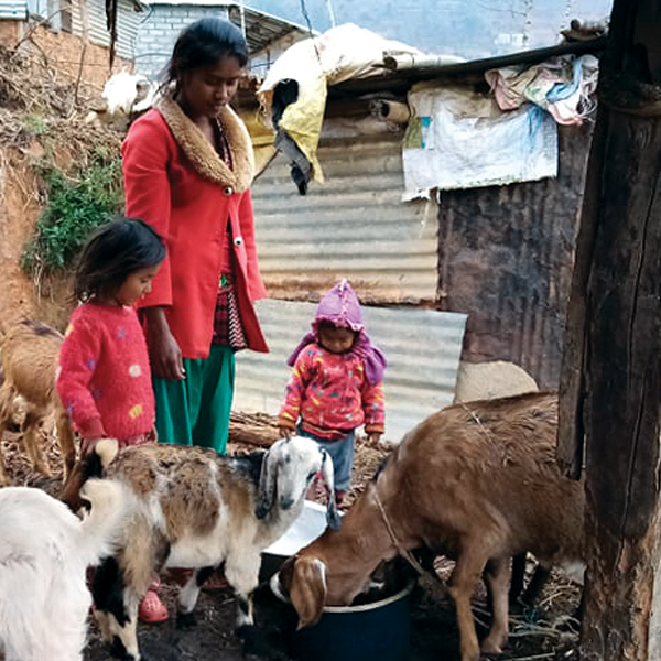 Goats can do it all *MATCHED*