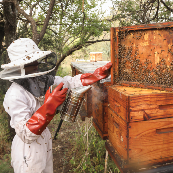 Bees create a sweet, sustainable business